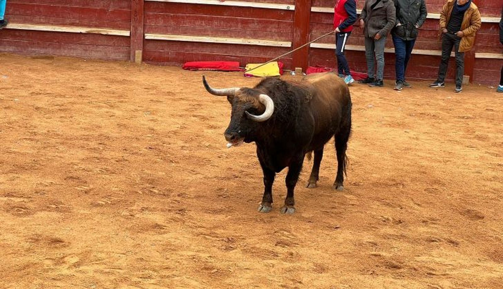 Capea del Carnaval del Toro de Ciudad Rodrigo