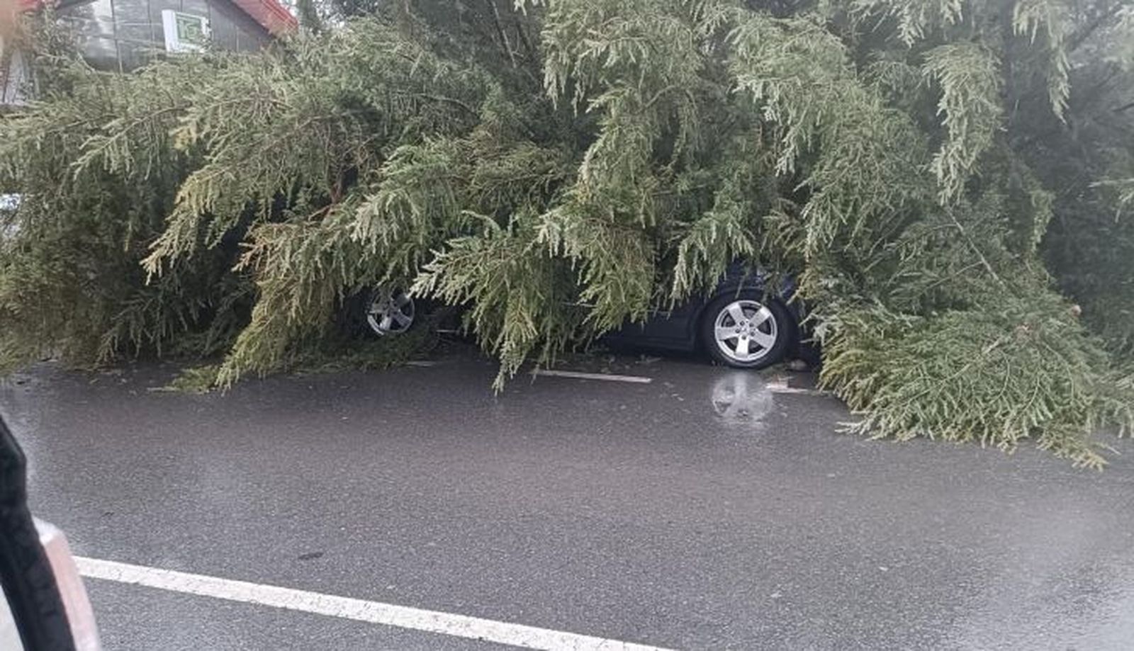 Cae un pino enorme sobre un coche en Alba de Tormes por los vientos de la borrasca Herminia