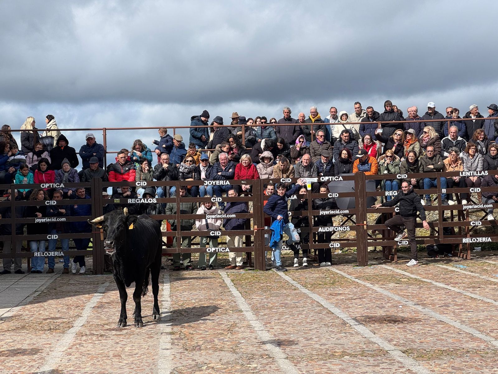suelta-de-vaquillas-por-el-domingo-de-pinata-en-ciudad-rodrigo-9-de-marzo-de-2025-3