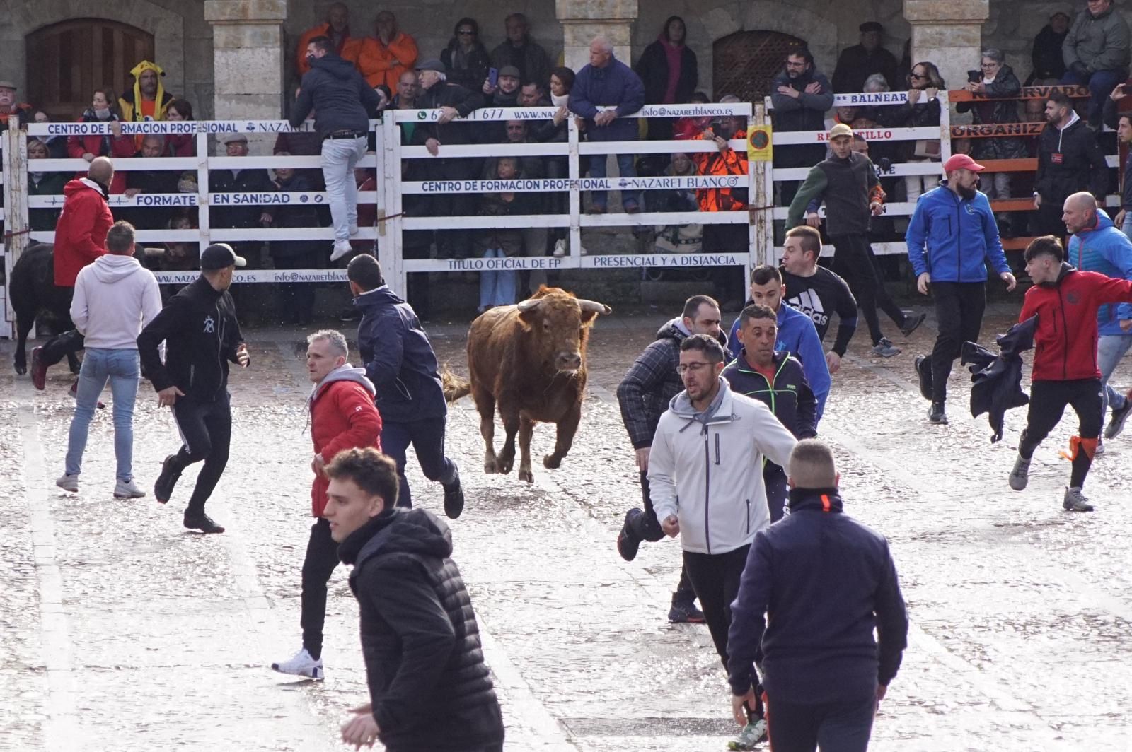 ambiente-encierro-urbano-lunes-de-carnaval-en-ciudad-rodrigo-12-de-febrero-de-2024-fotos-s24h-11