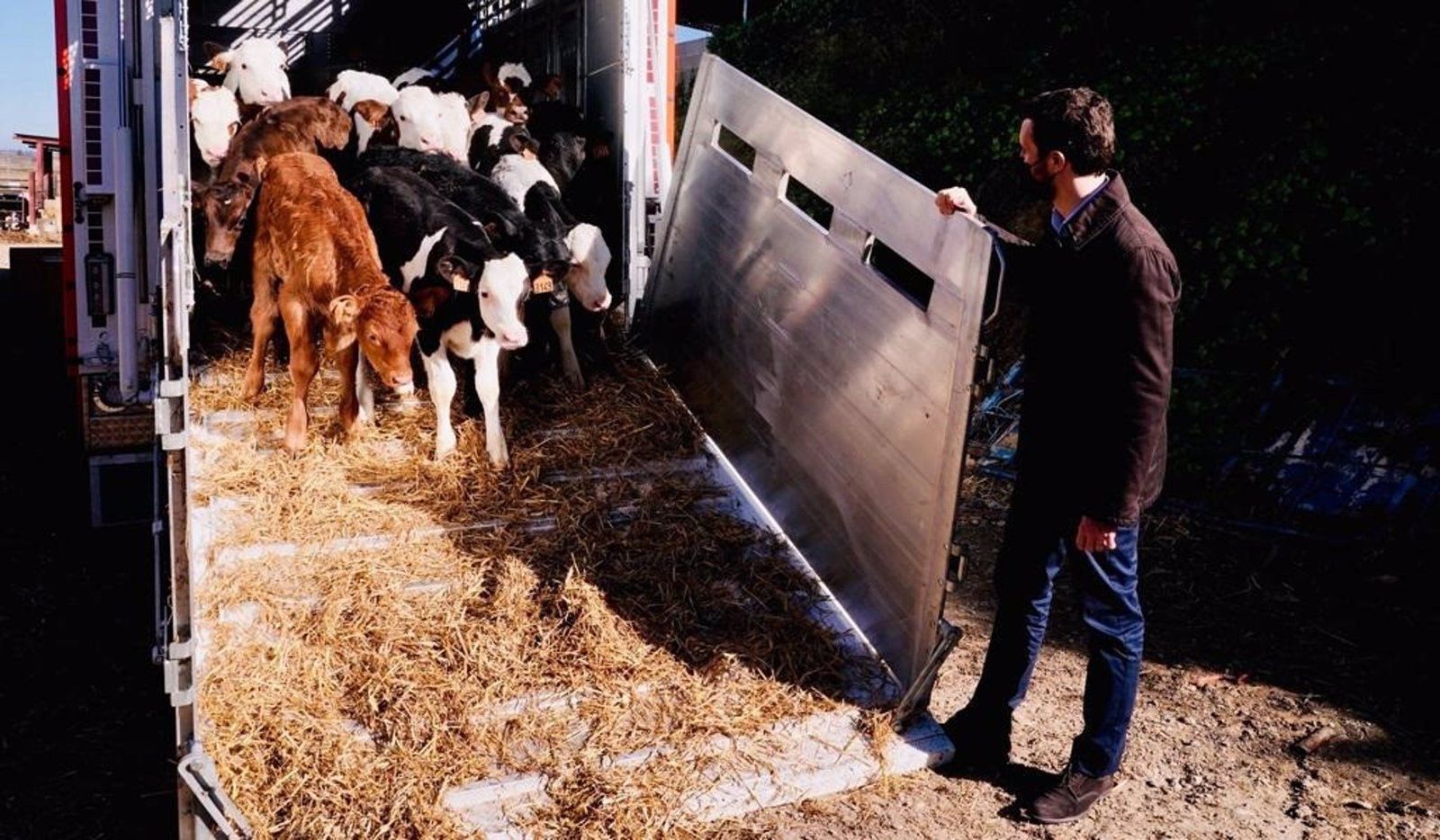 Pablo Casado, presidente del PP, visitando una explotación ganadera en Alcarrás (Lleida)