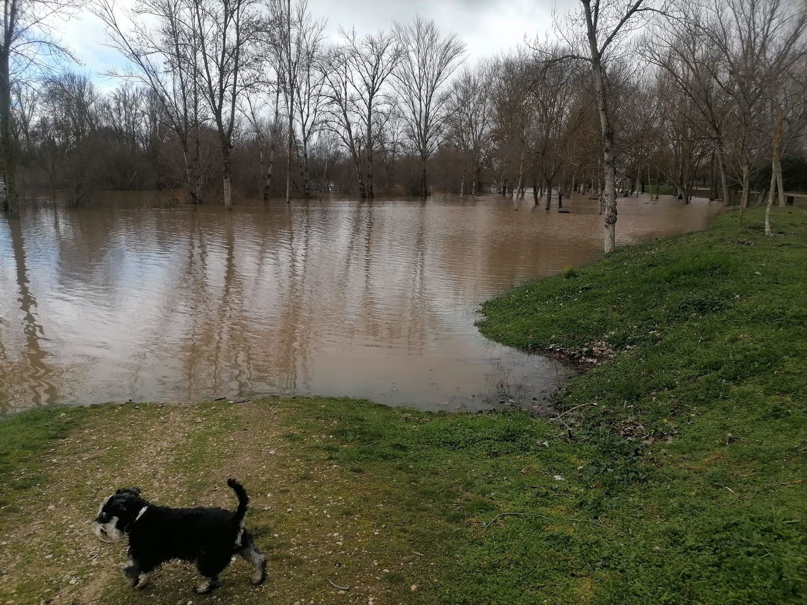 El Tormes inunda el paseo fluvial y el merendero de Cabrerizos (2).jpeg