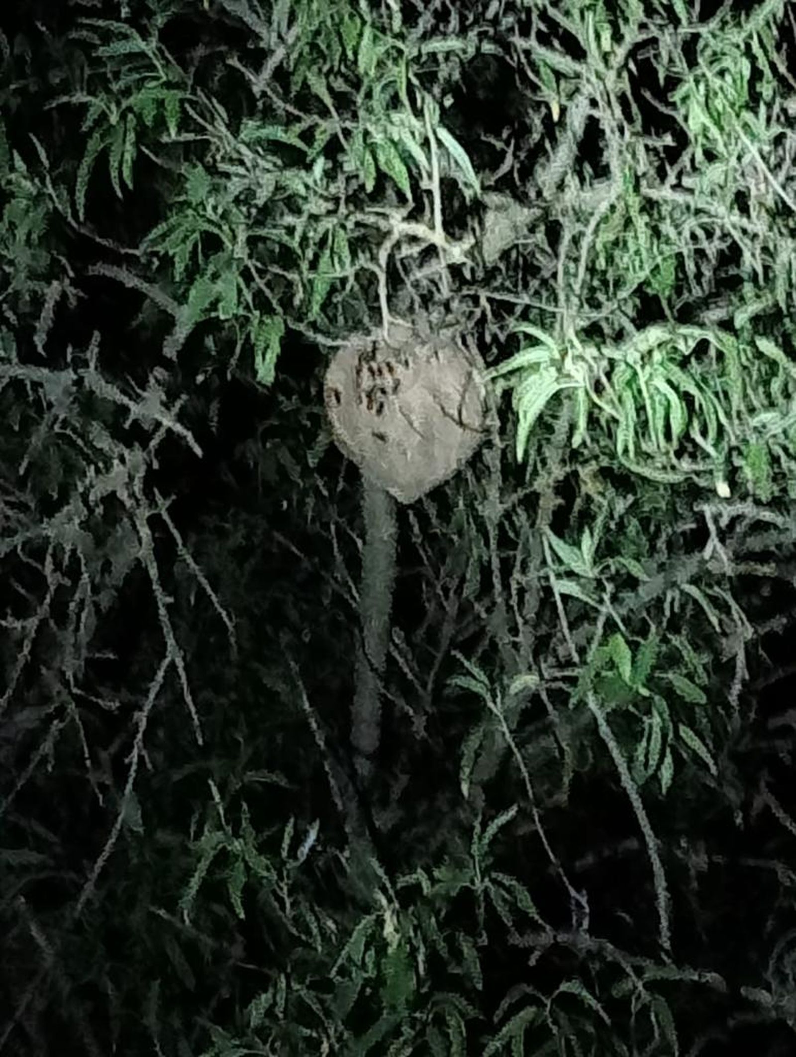 Nido de avispa velutina retirado y eliminado en la provincia de Zamora (1)