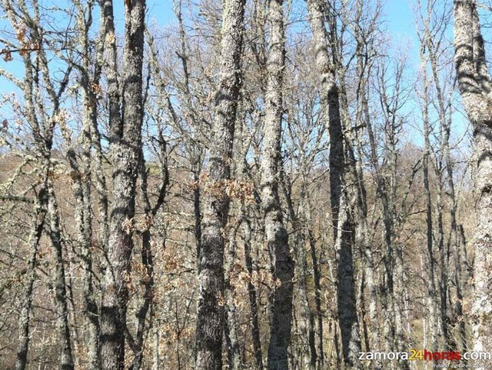 Se han cortado 3,3 millones de metros cúbicos de madera y biomasa forestal