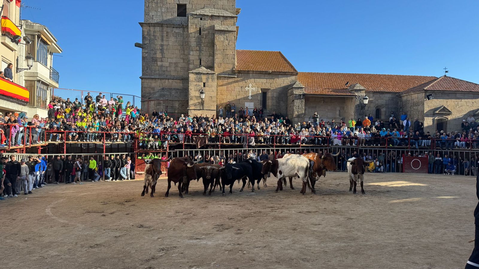 Último encierro a caballo en Aldeadávila de la Ribera con reses de Valrubio