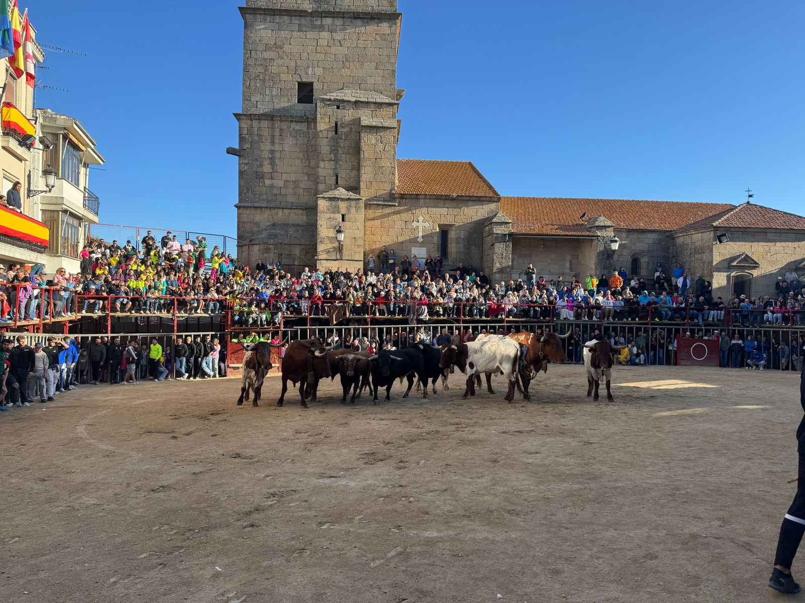 Último encierro a caballo en Aldeadávila de la Ribera con reses de Valrubio