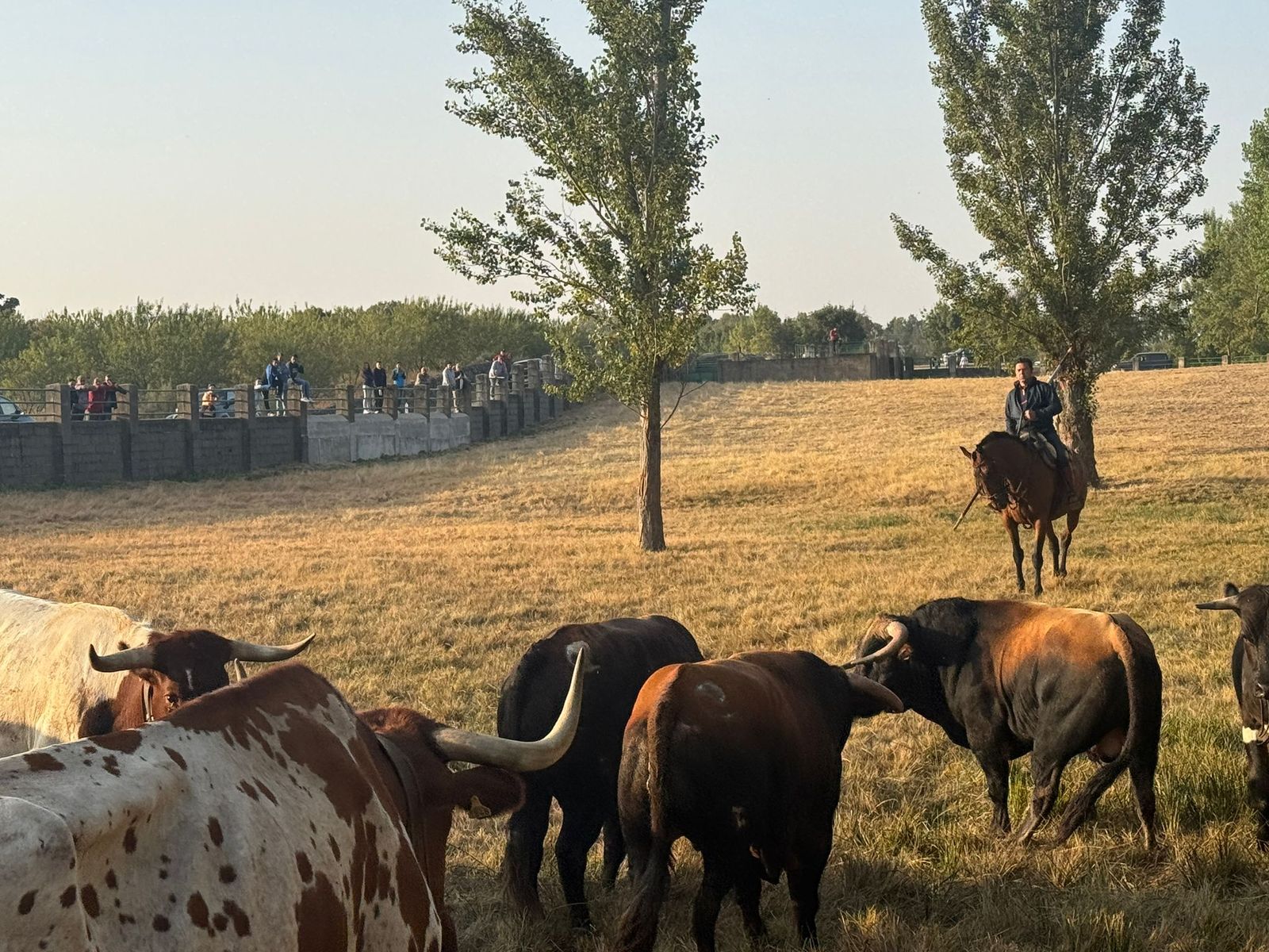 Encierro a caballo con reses de Valdeflores en Aldeadávila de la Ribera