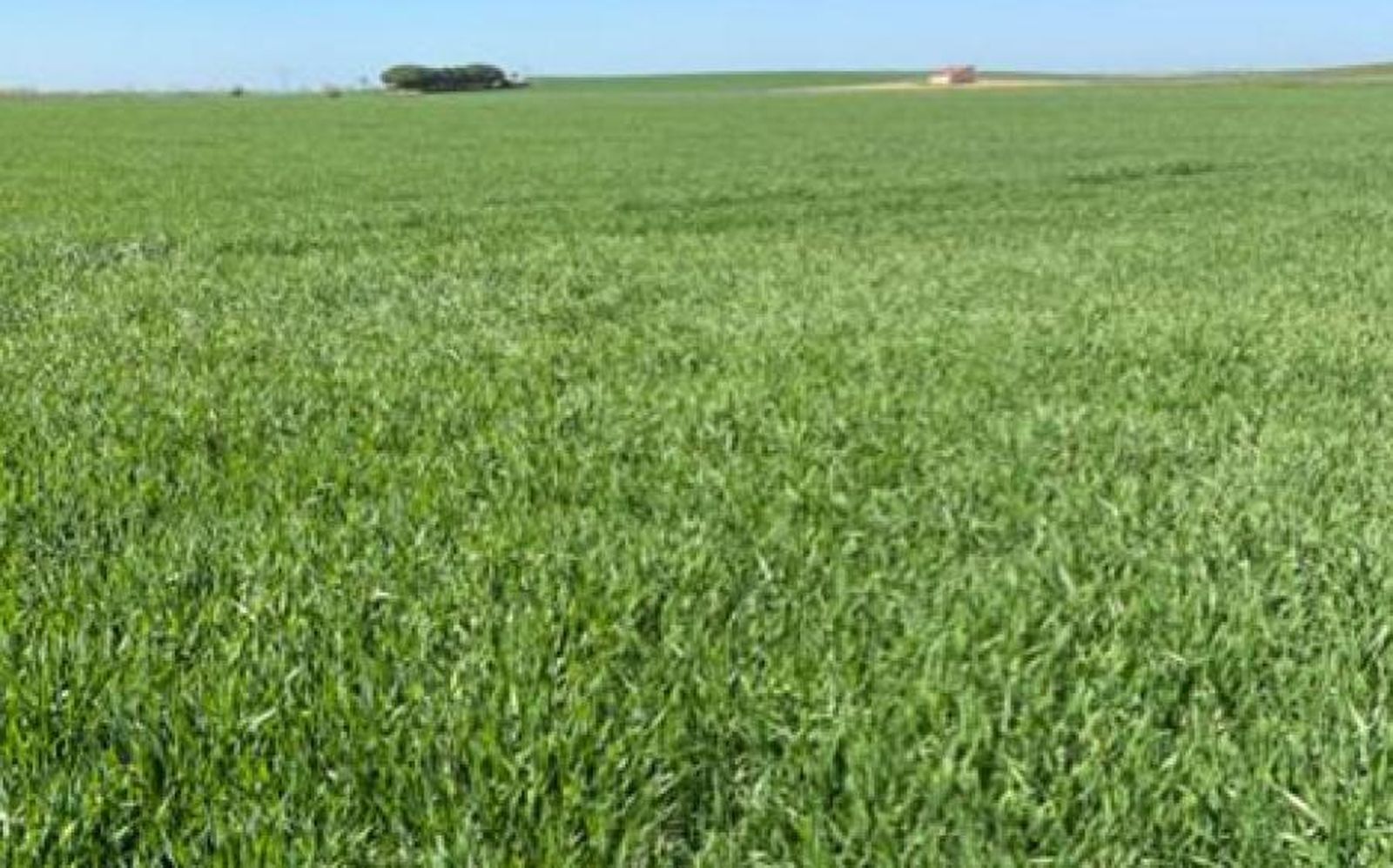 Campo Campo