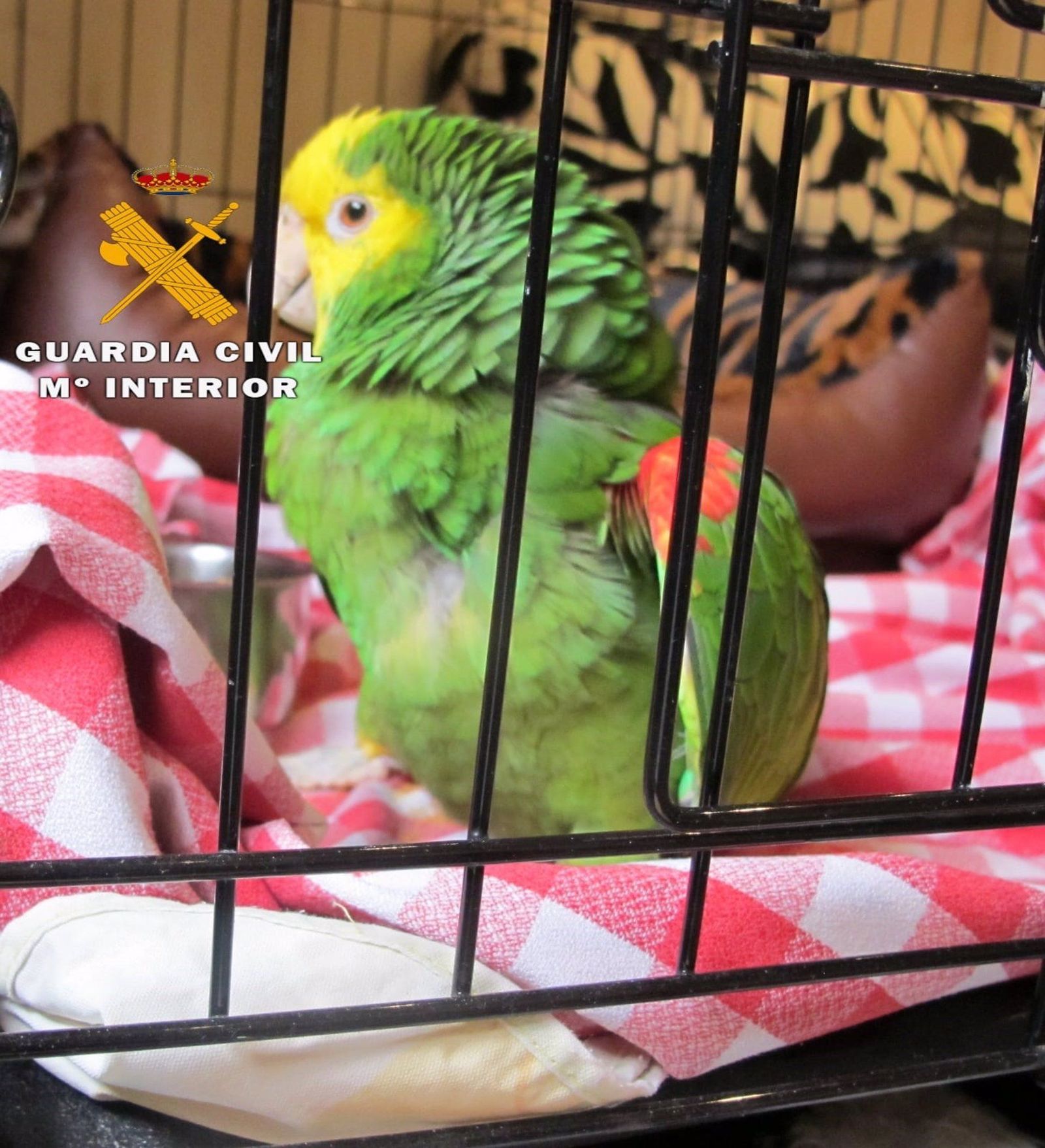 Loro al que disparó el imputado por maltrato animal en la Merindad de Estella. Foto Guardia Civil.