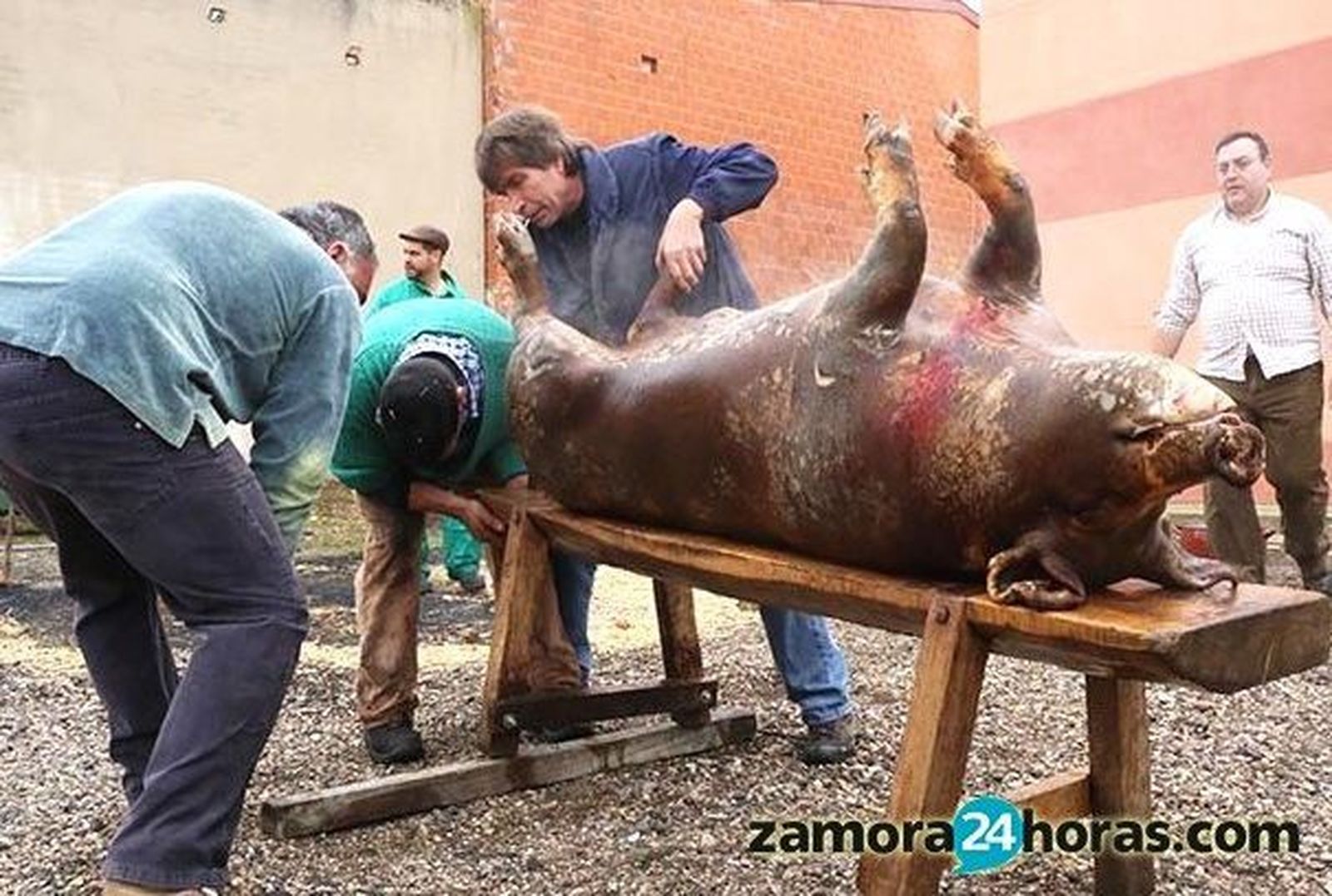 El Ayuntamiento pide aturdir y evitar sufrimientos a los cerdos en las matanzas domiciliarias