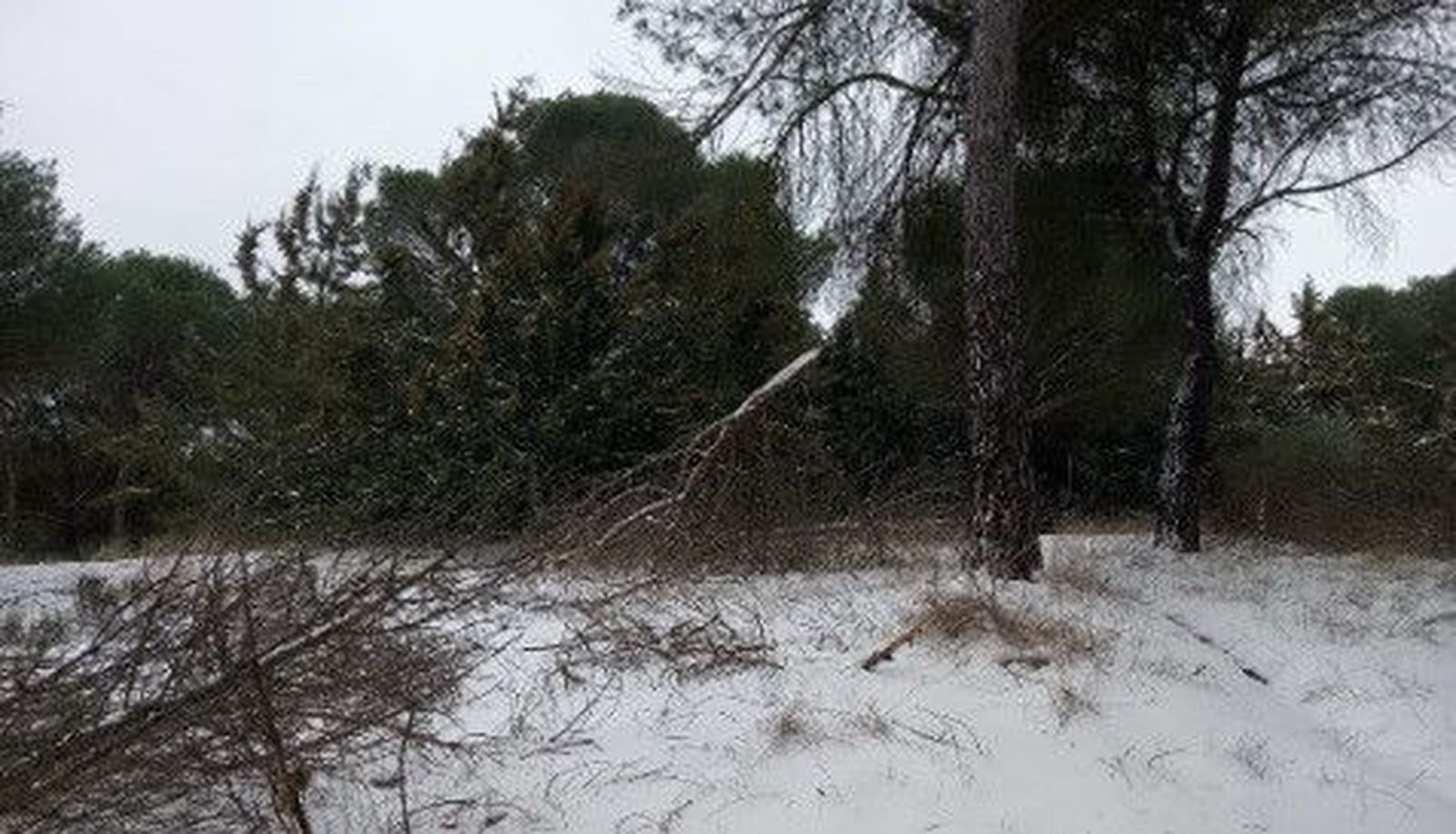 árboles valorio nevada