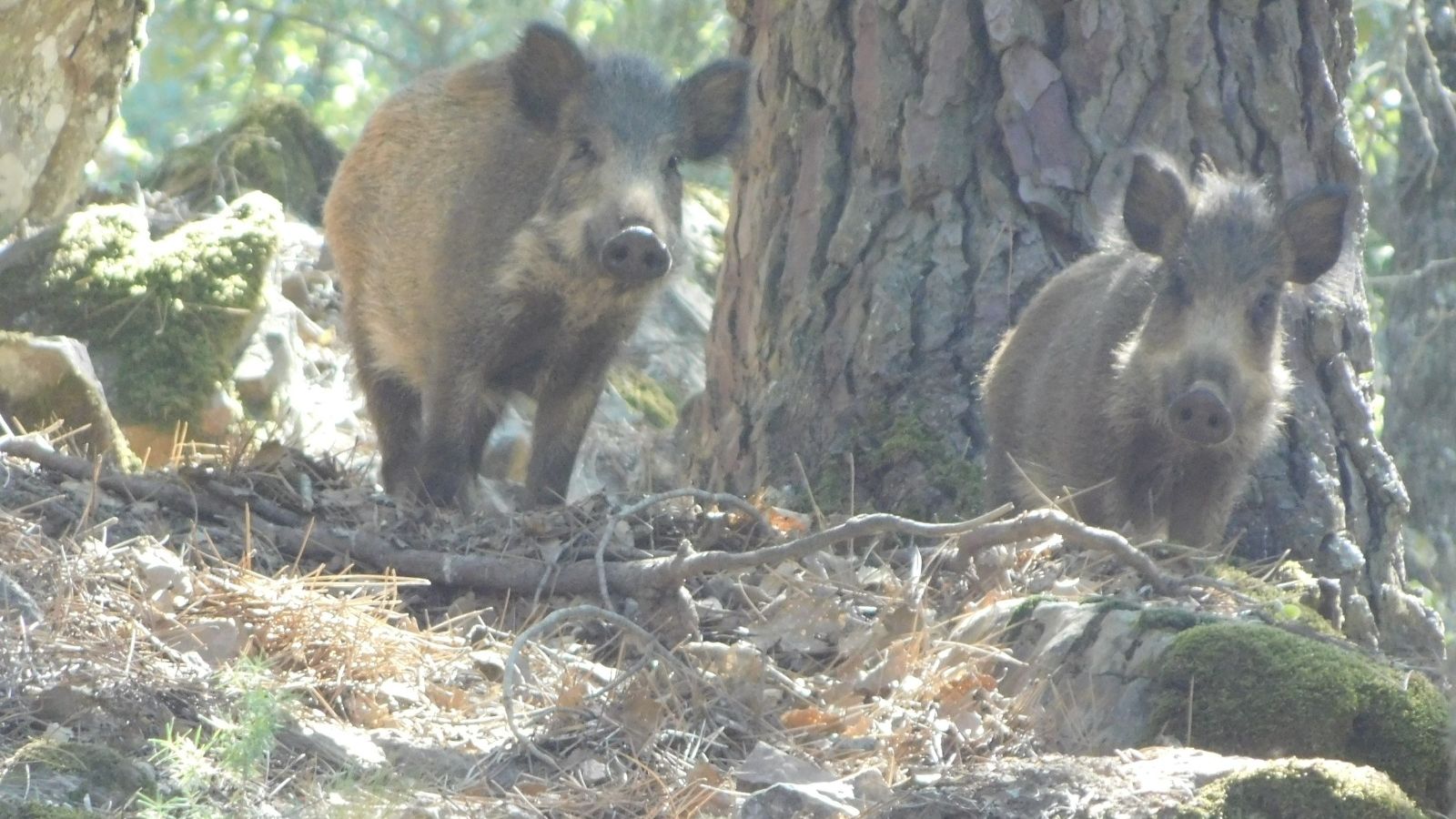 Jabalíes en el campo