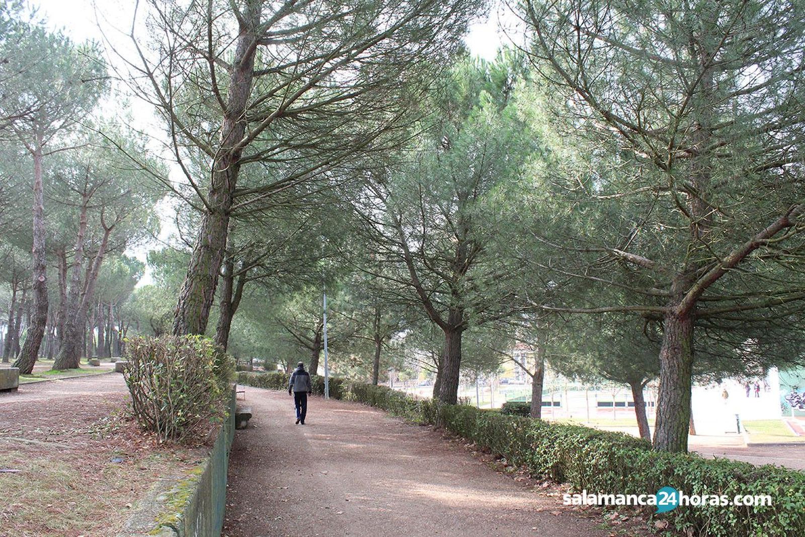 Parque wurzburg arboles 11