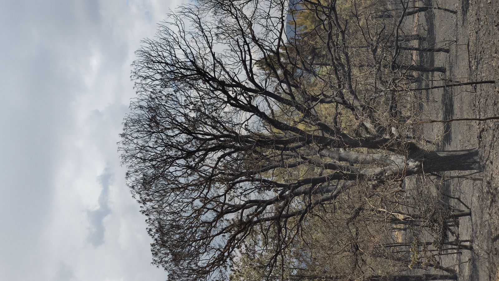 las-desoladoras-imagenes-de-la-sierra-de-la-culebra-tras-el-incendio-18