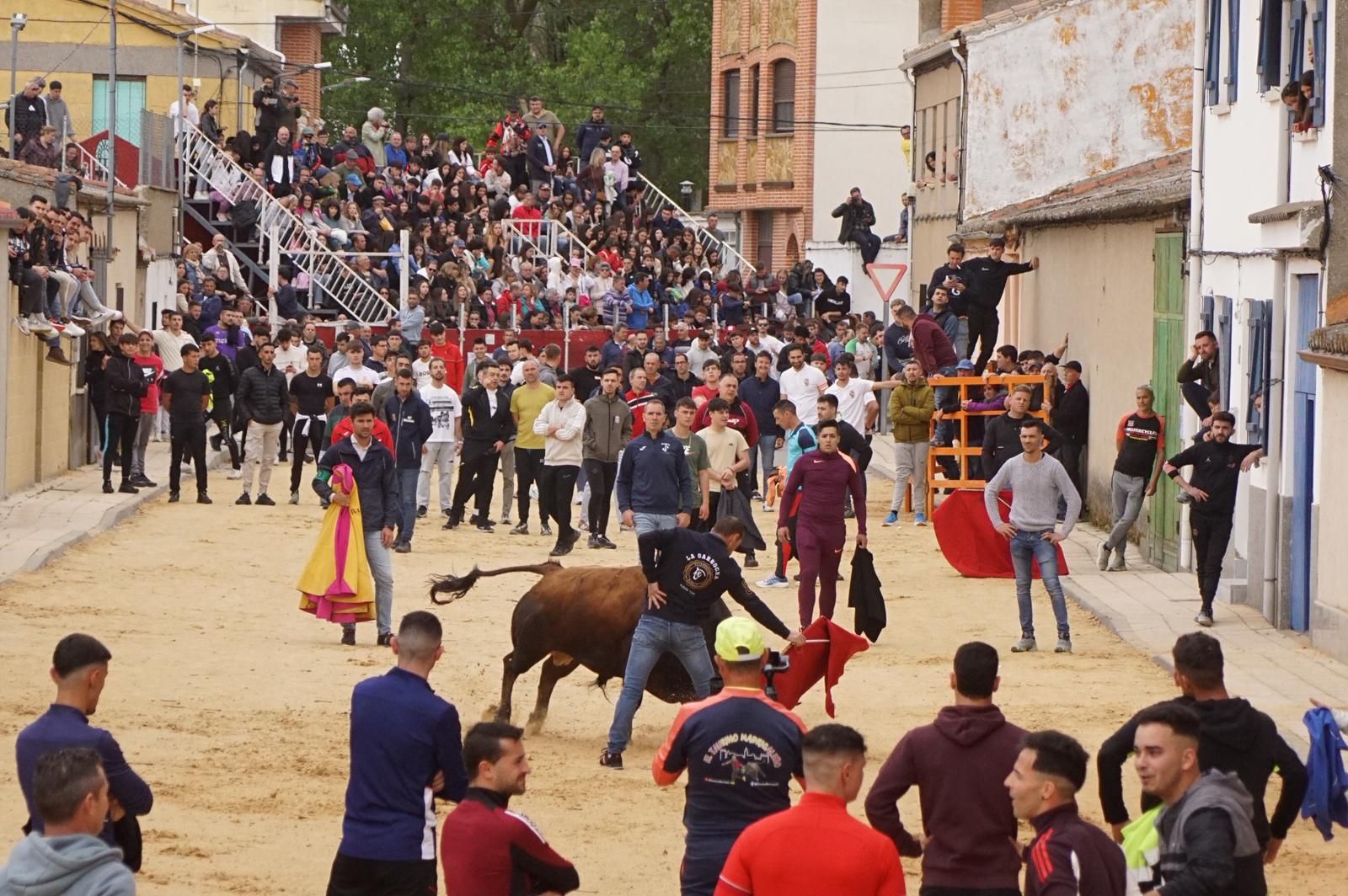 Villoria, toro del Voto