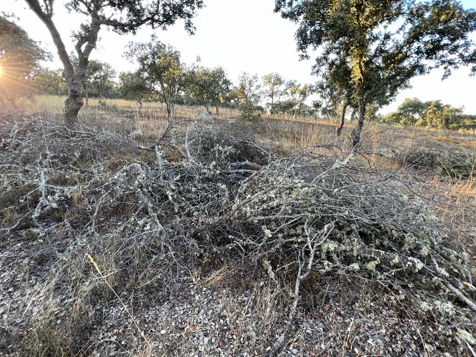 Restos vegetales sobrantes del desmoche de encinas. Foto S24H (8)