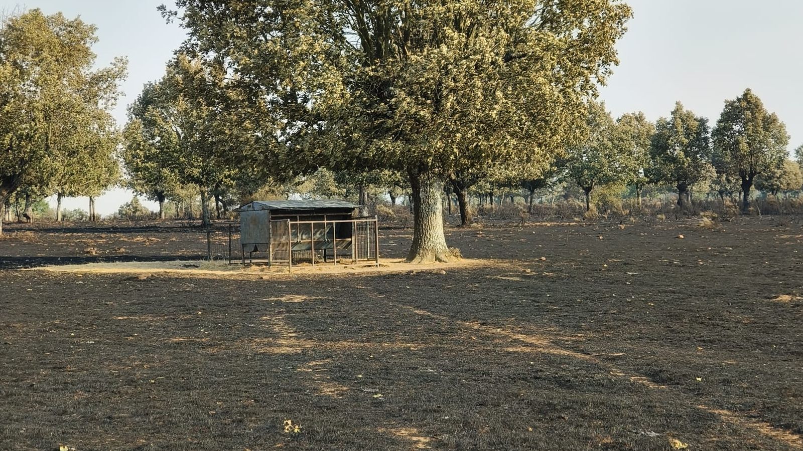 Finca calcinada por el incendio en Tremedal