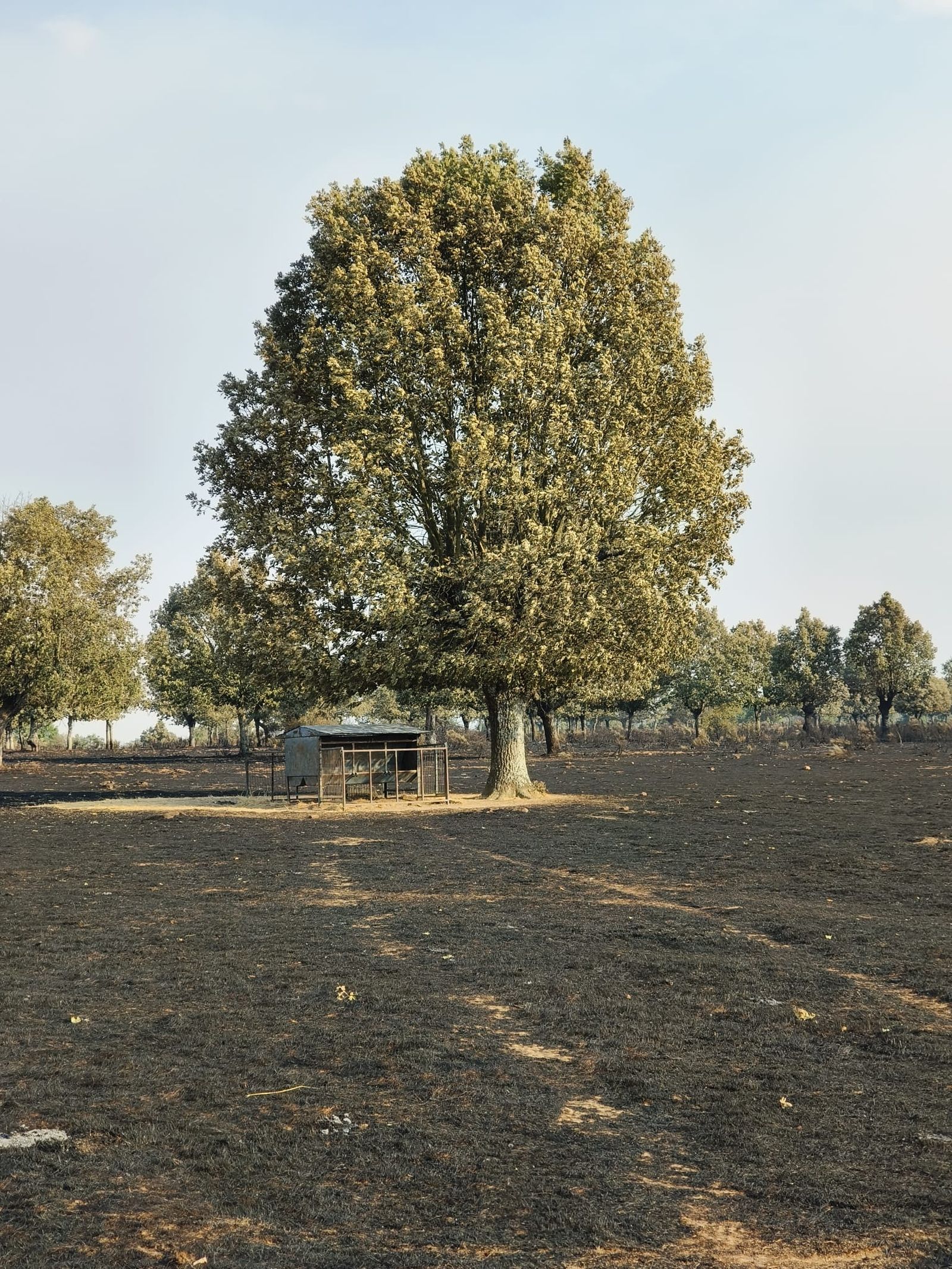 Finca calcinada por el incendio en Tremedal
