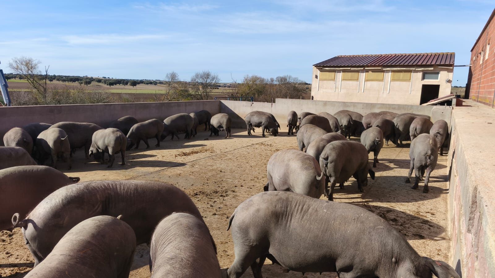 Granja de porcino en Santiago de la Puebla