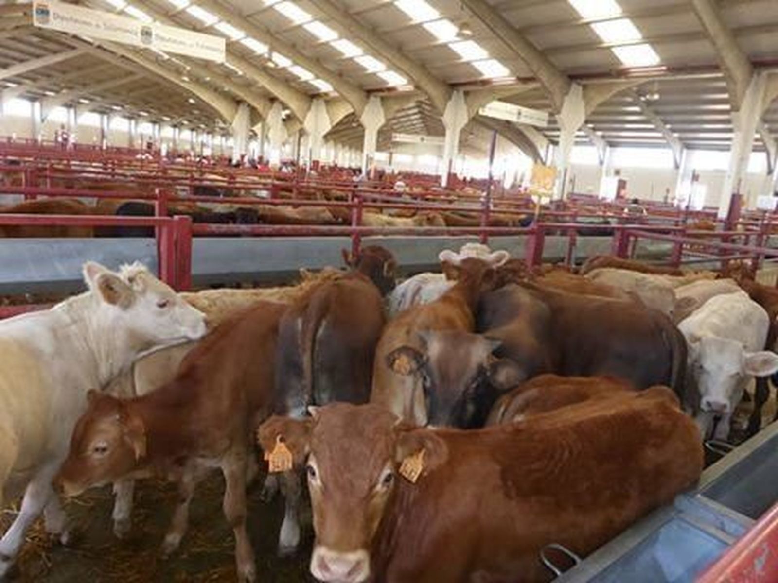 Al alza la mesa del despiece ibérico en la lonja Al alza la mesa del despiece ibérico en la lonja