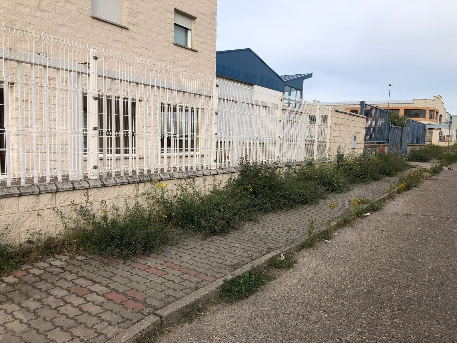 Maleza en el polígono Los Llanos