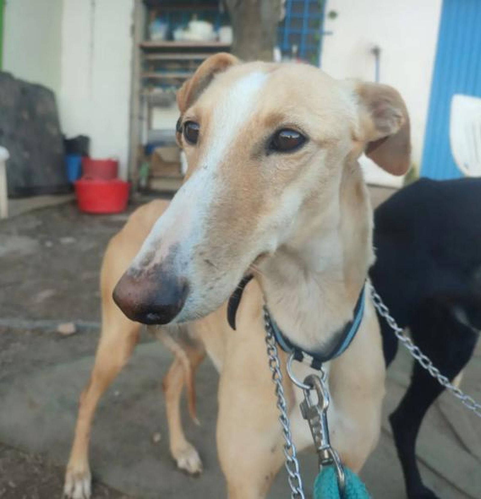 Perro de la protectora 'Siempre Fiel'. Foto 'Siempre Fiel'