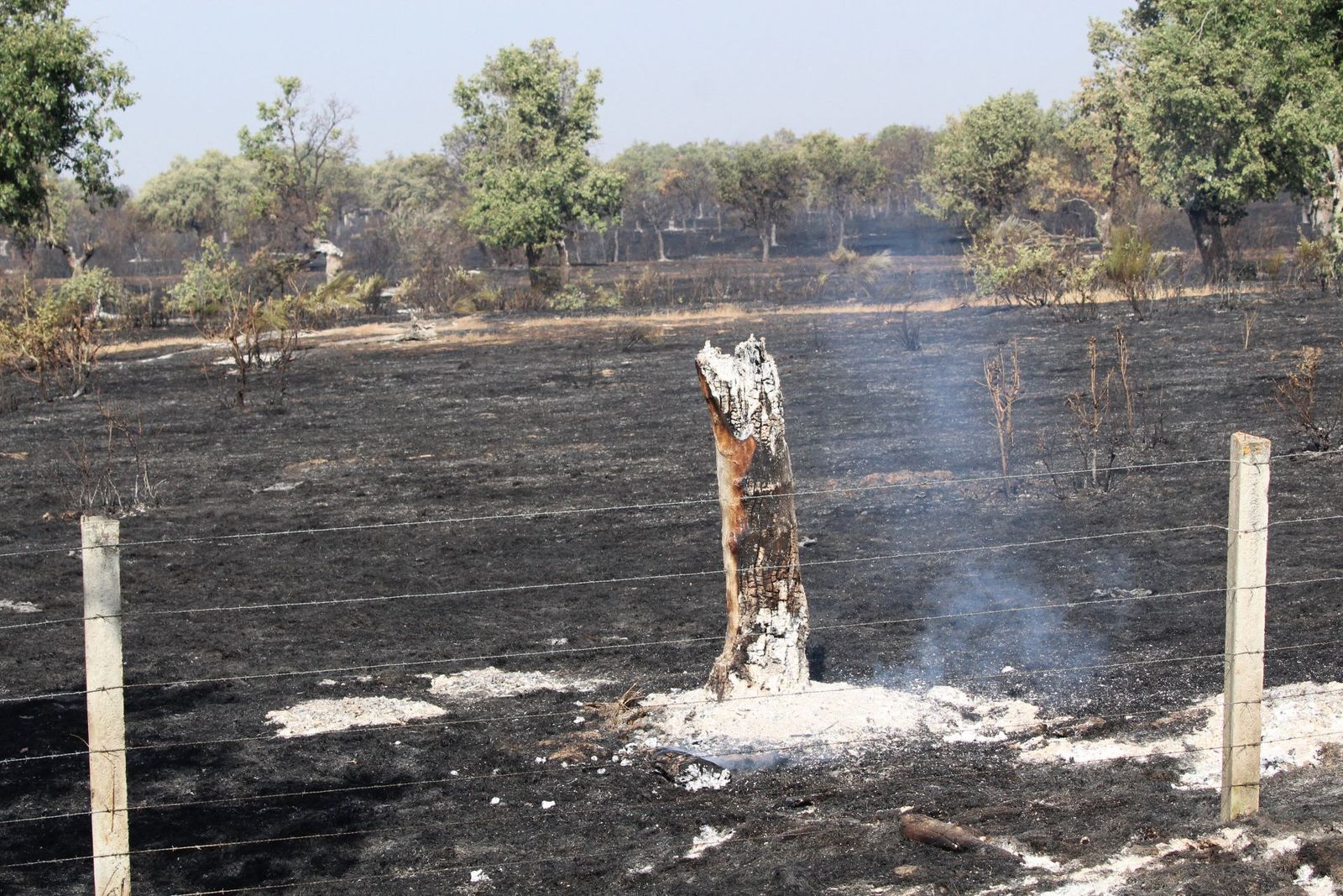 Así han quedado las zonas quemadas durante el incendio de Cipérez