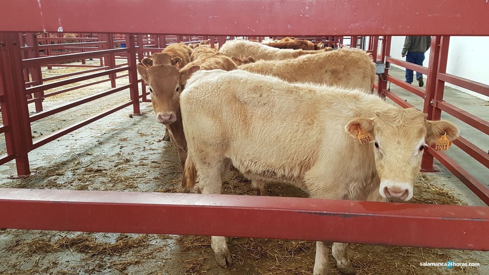 Mercado de ganado (6)