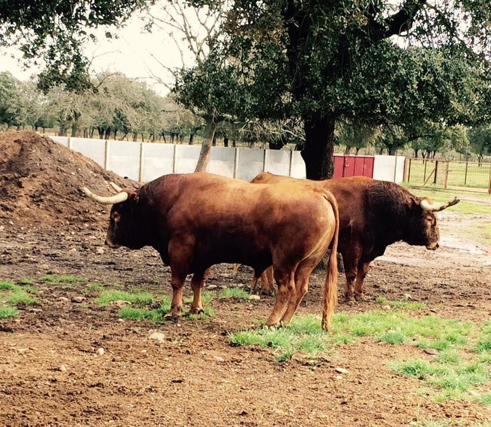 Toros de Pedraza de Yeltes para San Isidro