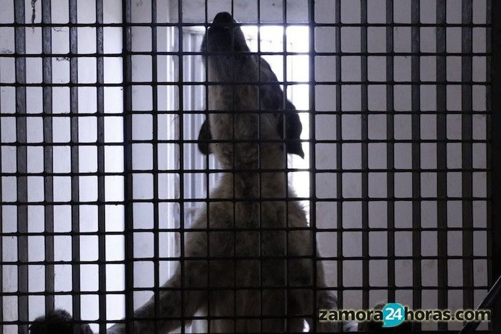 Centro de Recogida Municipal de Animales - Perros en adopción Scooby