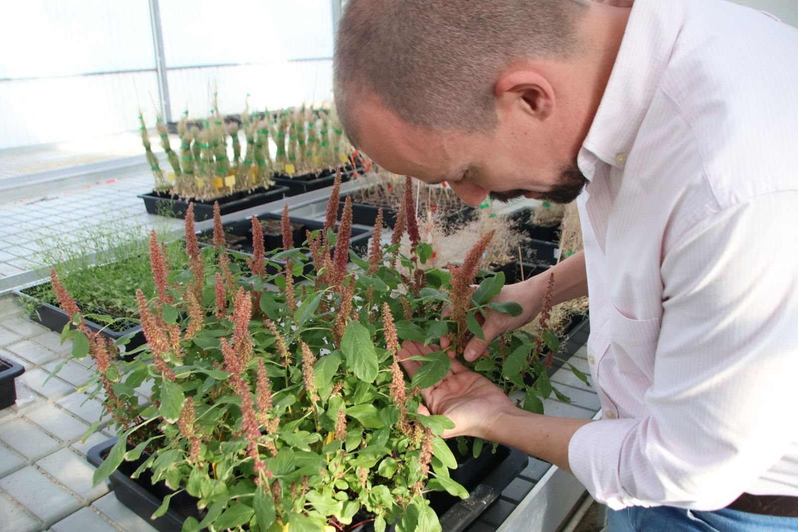Investigación CIALE del cultivo de amaranto con Pablo Albertos
