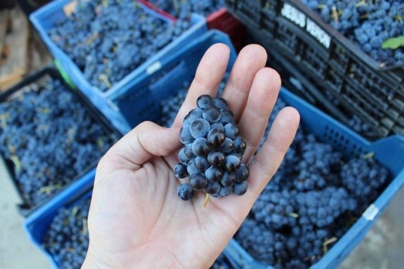 La variedad Rufete de la Denominación Sierra de Salamanca seduce a Robert Parker