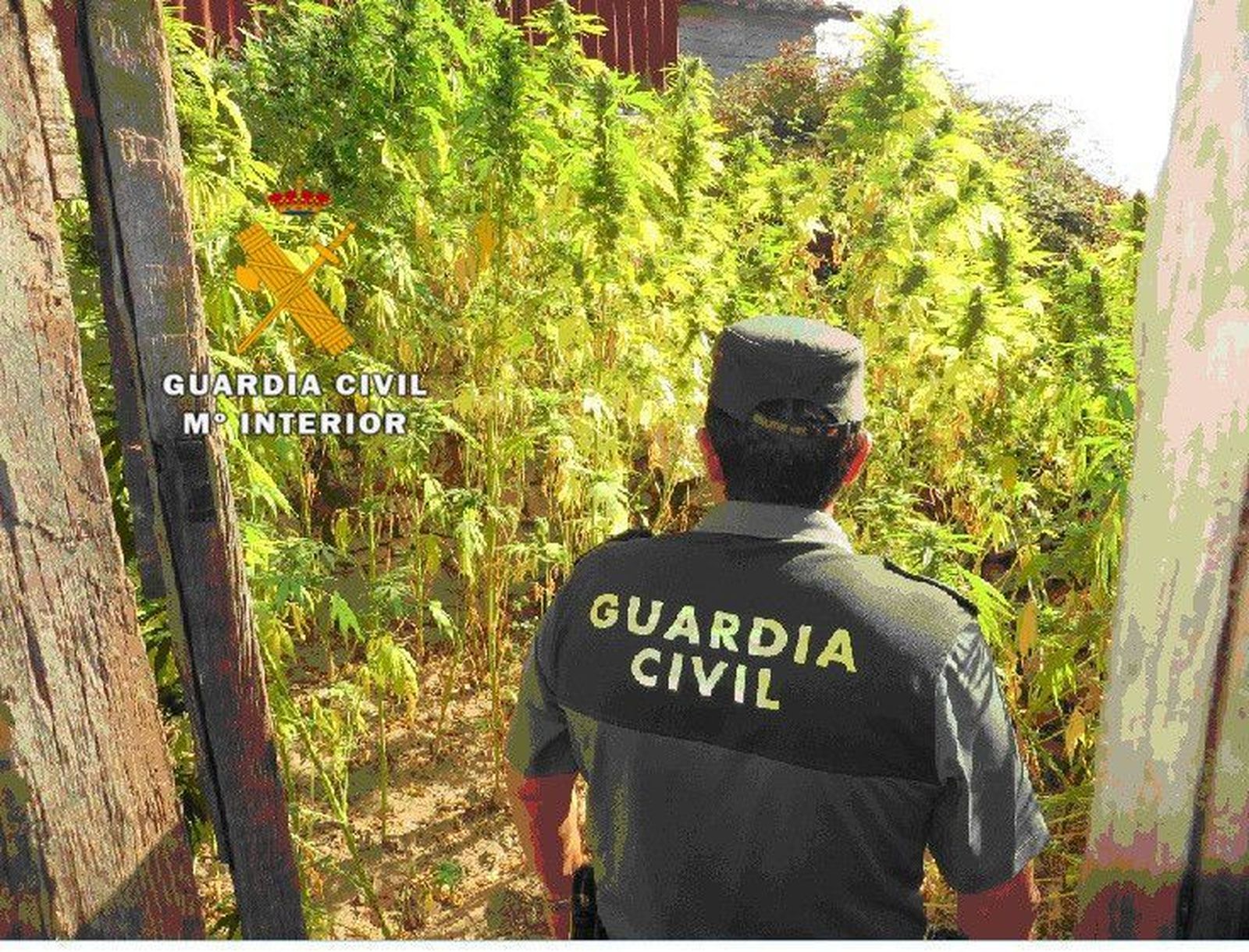 Imagen de archivo de otra plantación desmantelada en la provincia