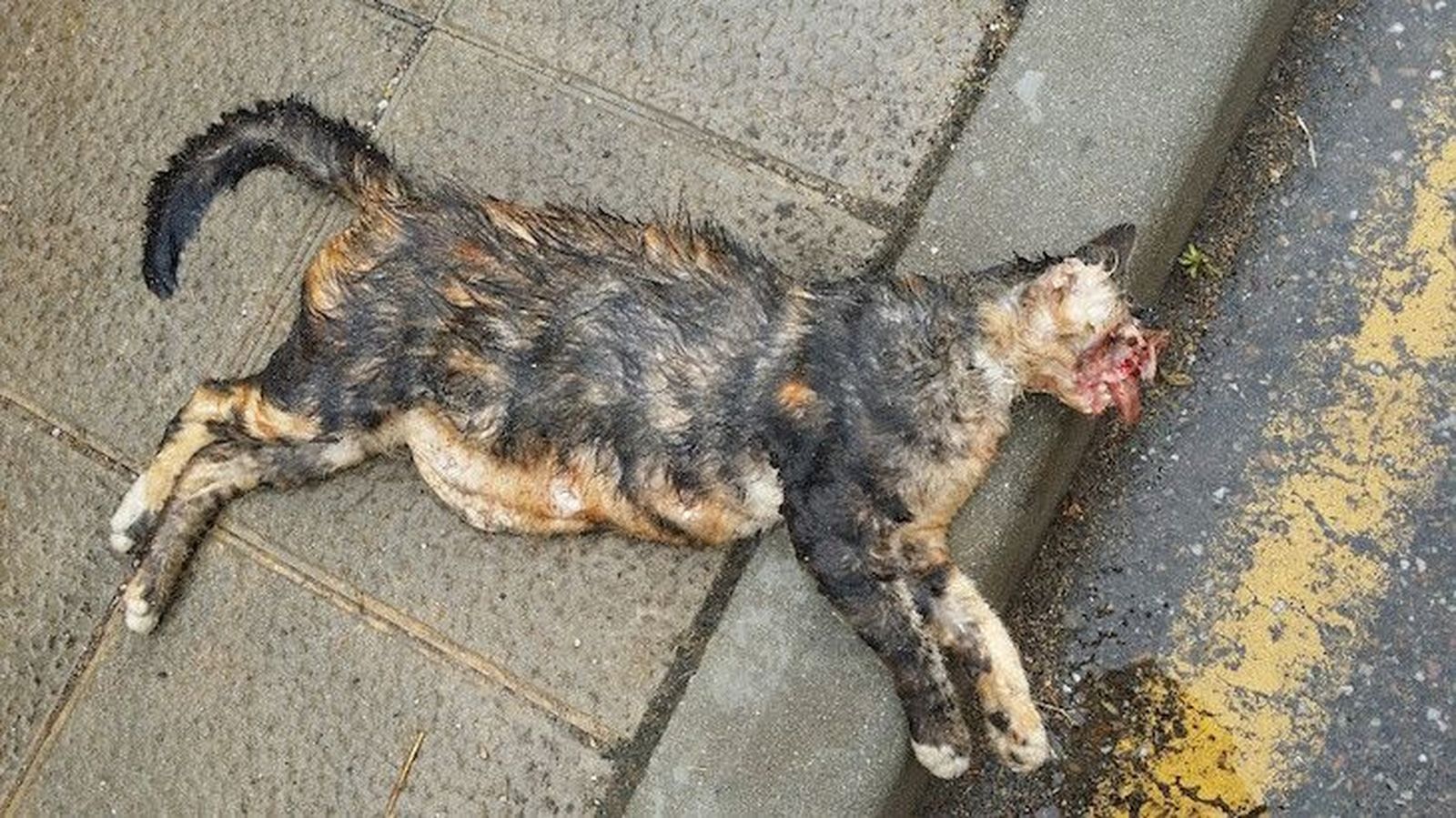 Daz investiga la brutal muerte de una gata en Los Pelambres