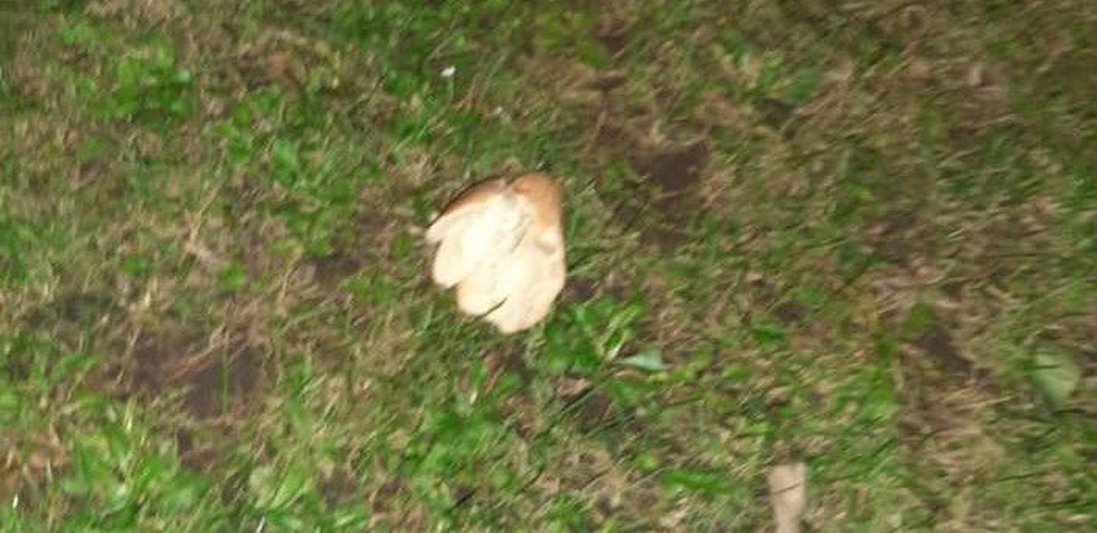 130272944 3419399601461520 9112166341386602232 n