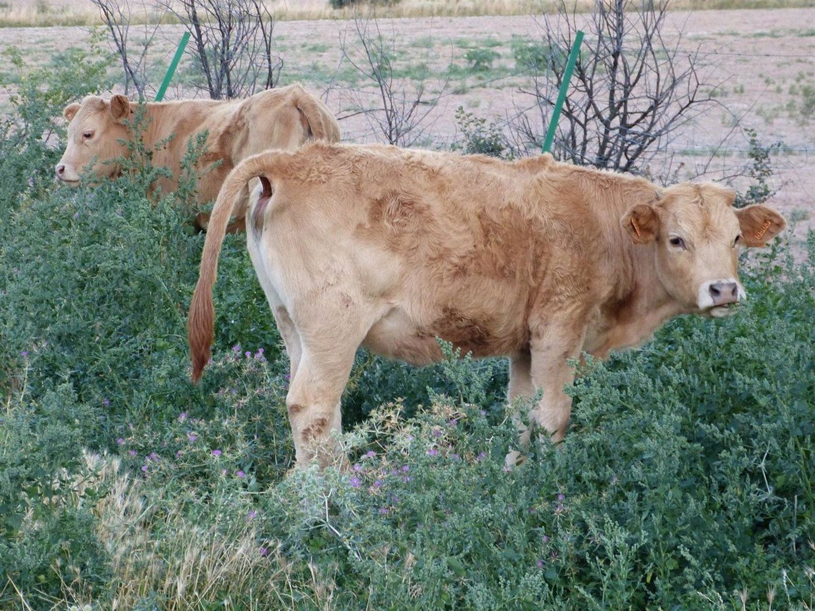 Vacas en el campo. Foto EP