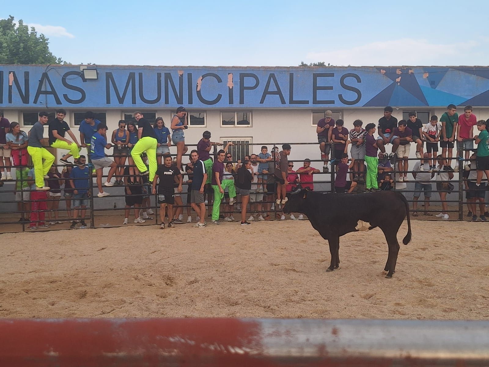 Cientos de personas disfrutan de las vaquillas de Valdelosa