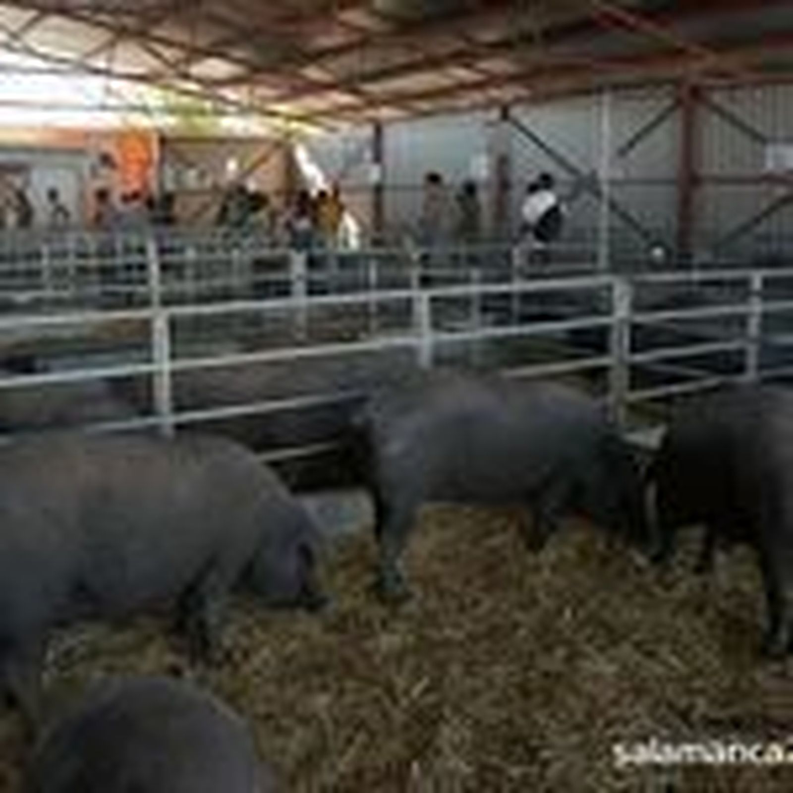 Tres millones de euros a mejorar la gestión de purines en explotaciones porcinas