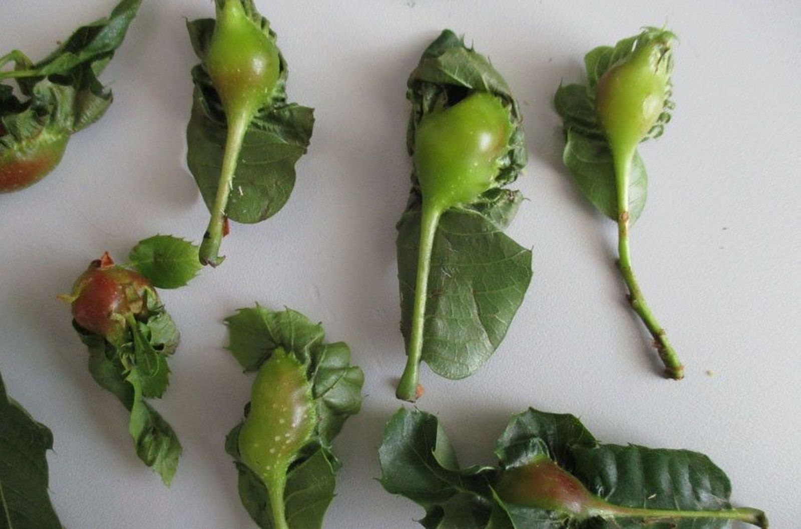 Detección de agallas en la avispilla del castaño