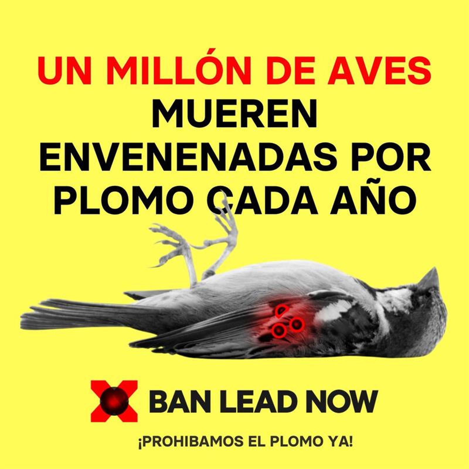 Campaña para prohibir el uso de munición de plomo de SEO/BirdLife