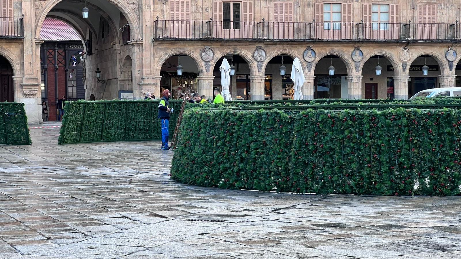 Montaje del árbol de 23 metros en la Plaza Mayor de Salamanca por Navidad