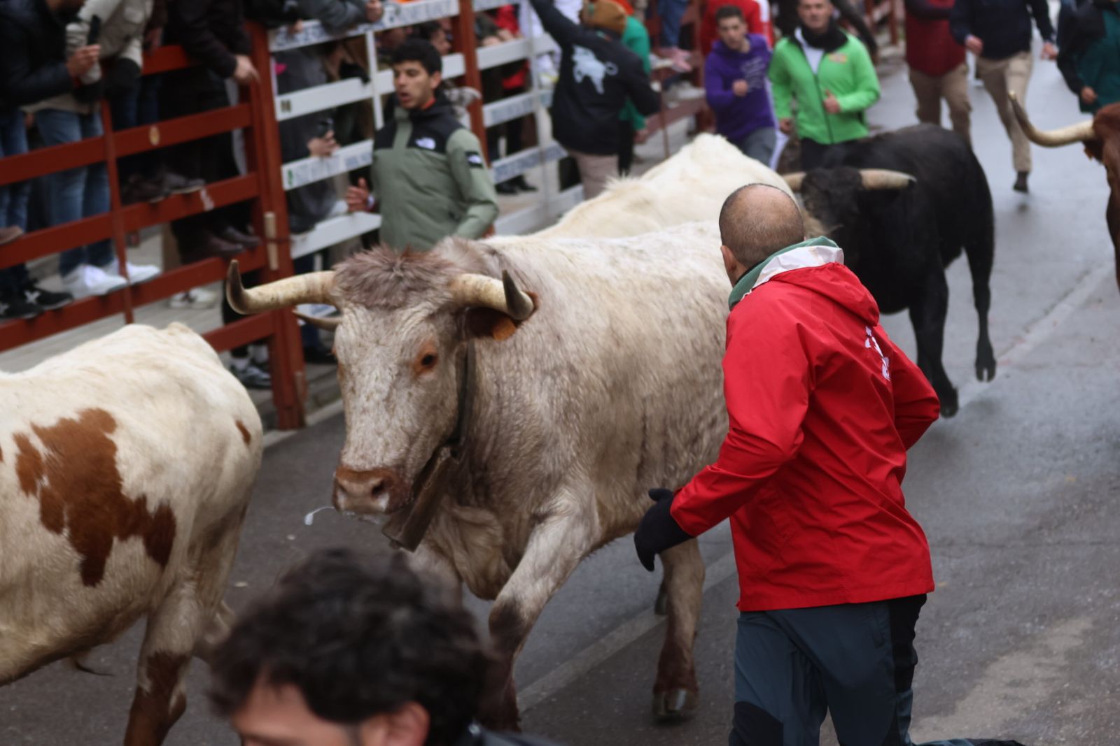 Encierro a Caballo en el Carnaval del Toro 2026 de Ciudad Rodrigo