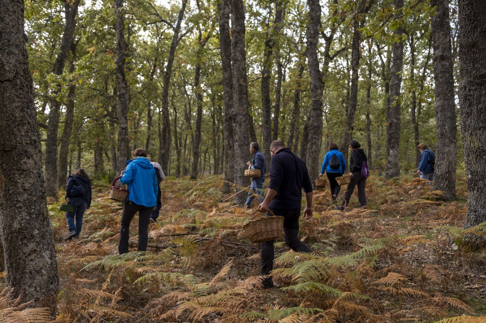 Primer parque micológico Castilla y León