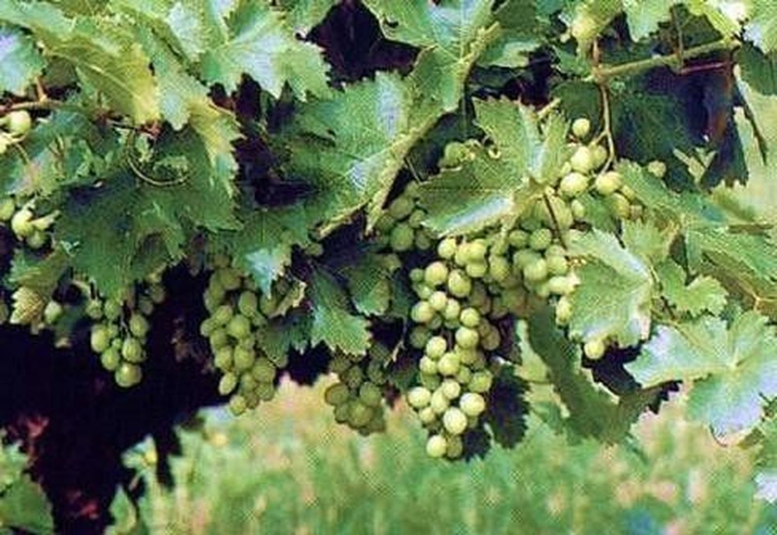 La DO Ribera del Duero publica las normas de vendimia para esta campaña