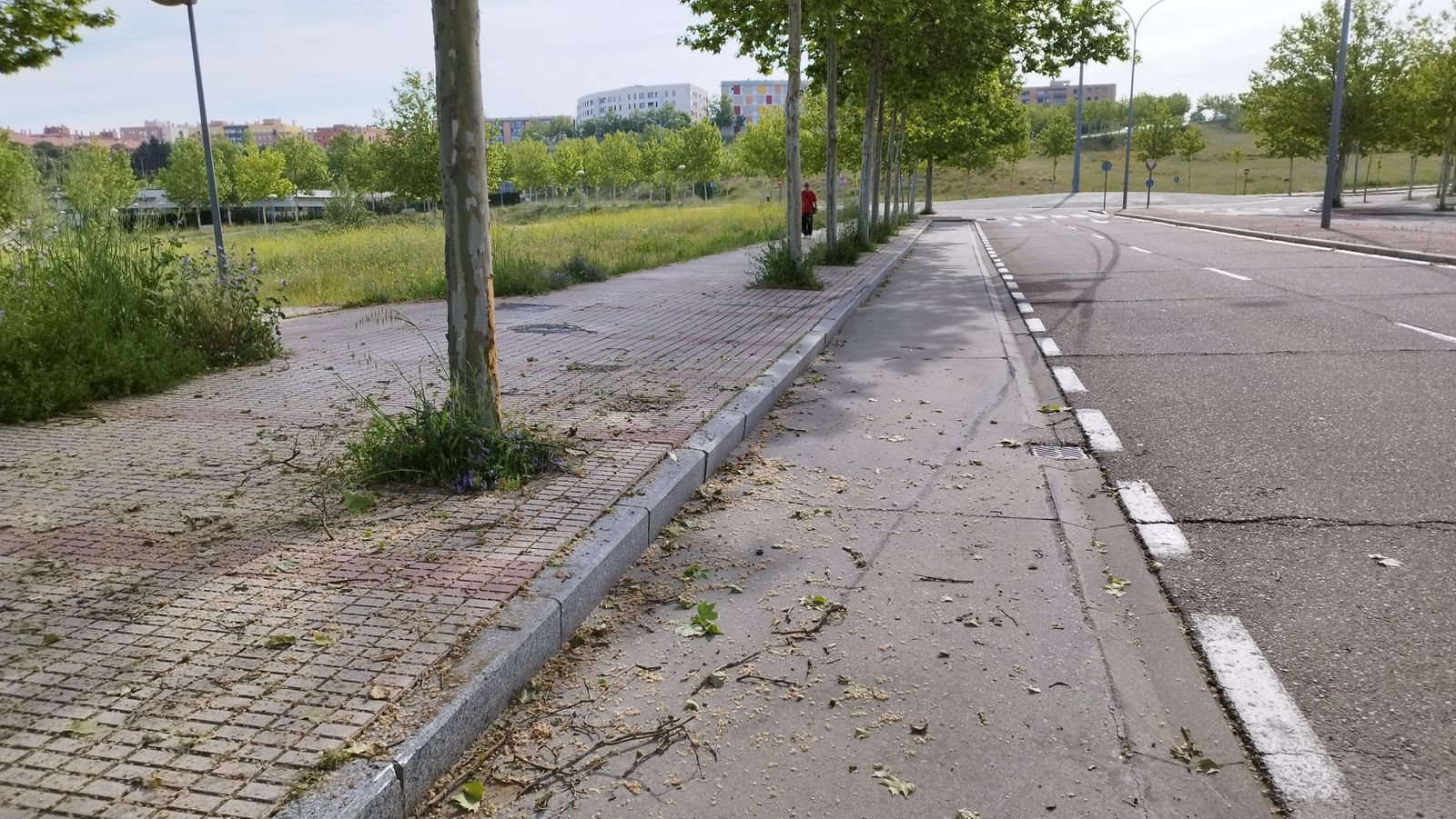 Un conductor choca contra un árbol en la avenida de la Virgen del Cueto (1)