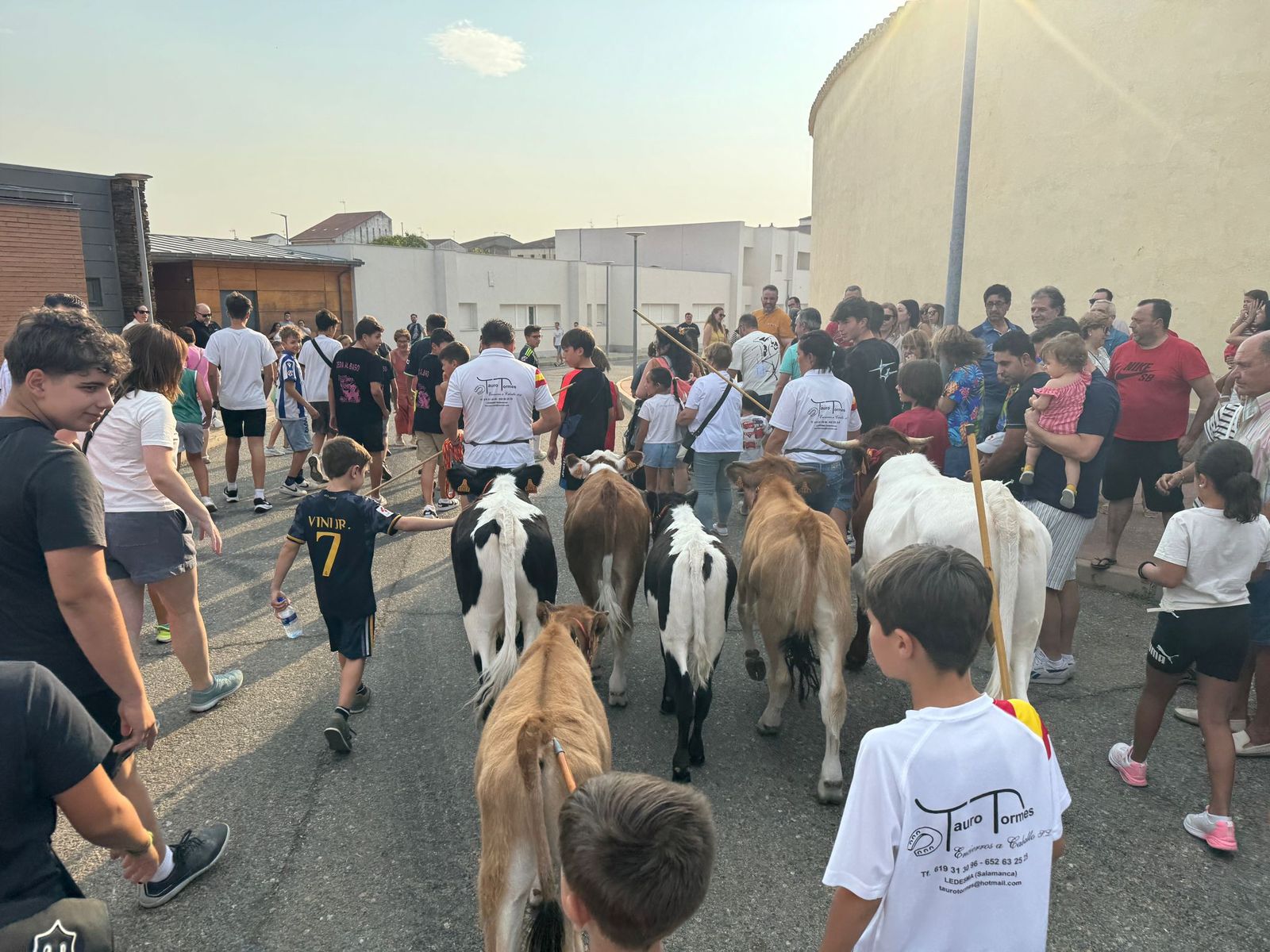 Encierro infantil de Mini Bueyes en Guijuelo durante sus fiestas 2025