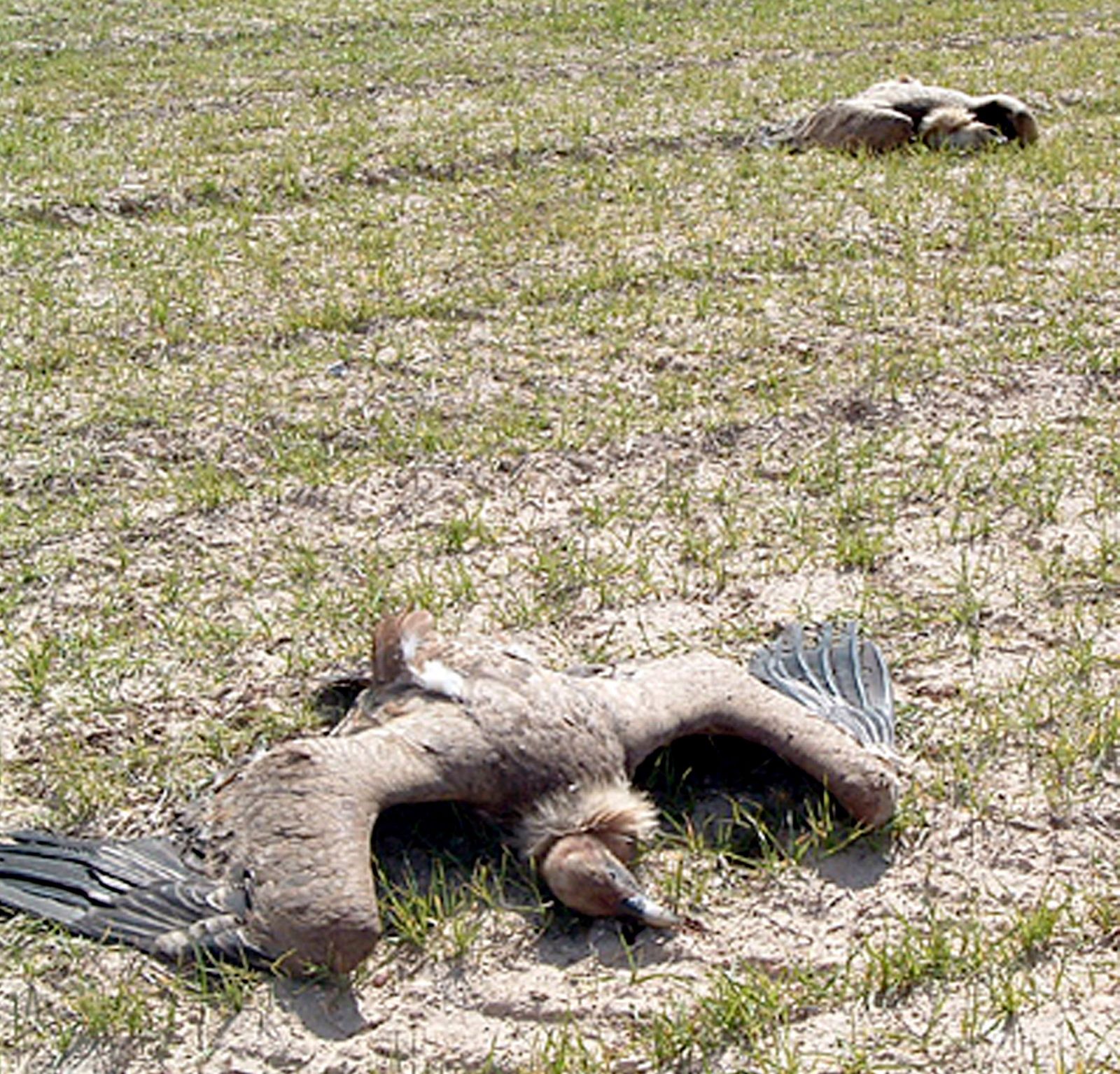 Buites envenedados encontrados por el Seprona | Foto: ICAL