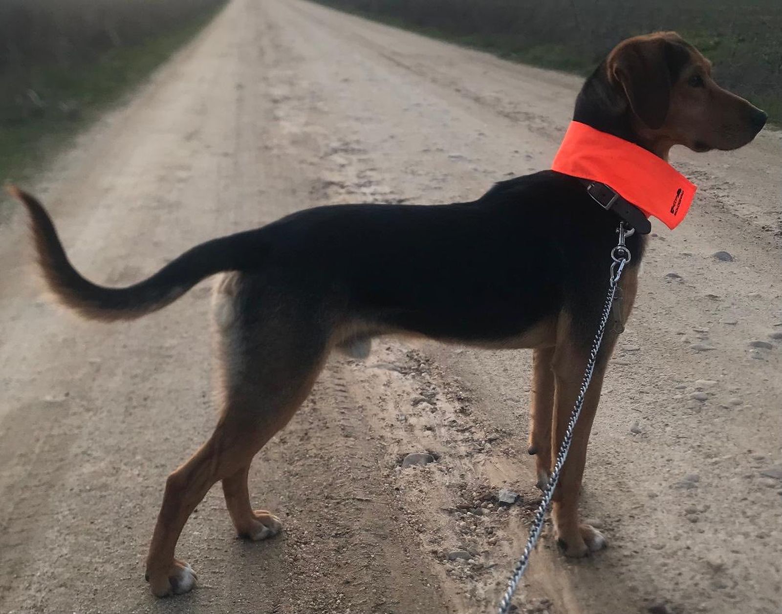 Congo, perro perdido en Valcabado