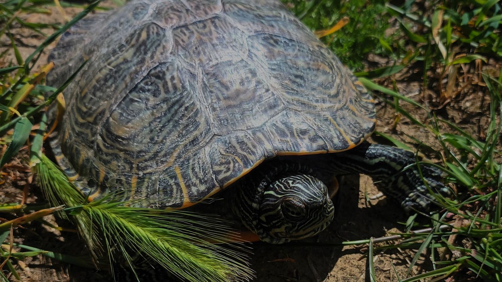 Tortuga de orejas amarillas