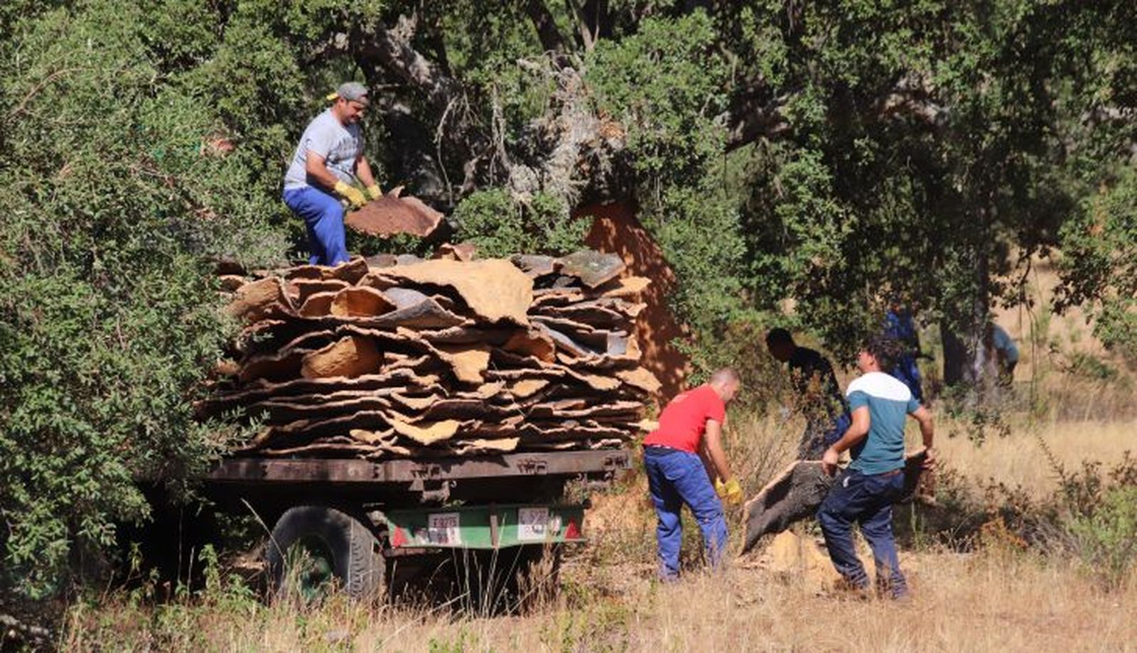 Saca de corcho Foto S24H (9)